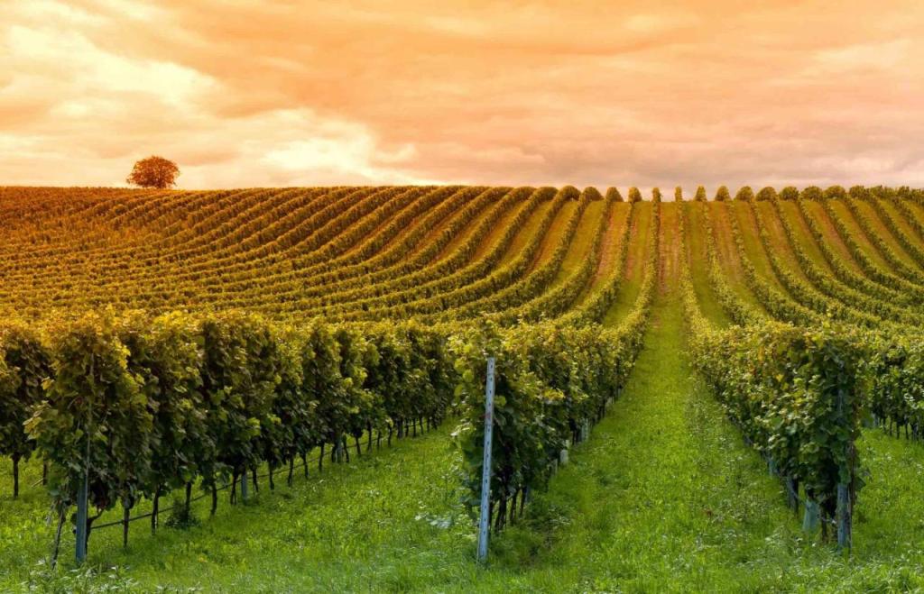 Domaine Jean-Got, proche de Saint Emilion