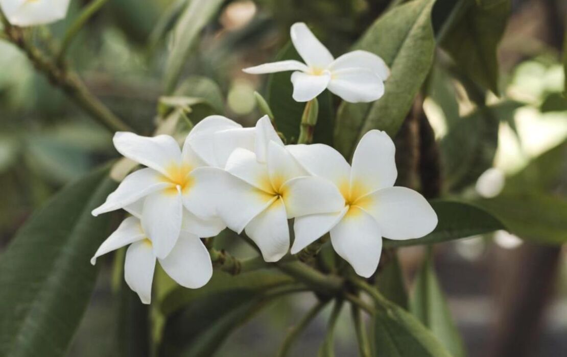 Bohemia Suites & Spa - Adults Only