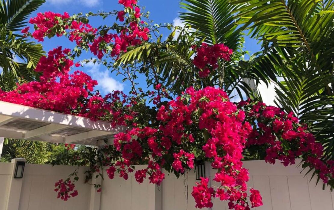 The Big Coconut Guesthouse - Gay Men's Resort