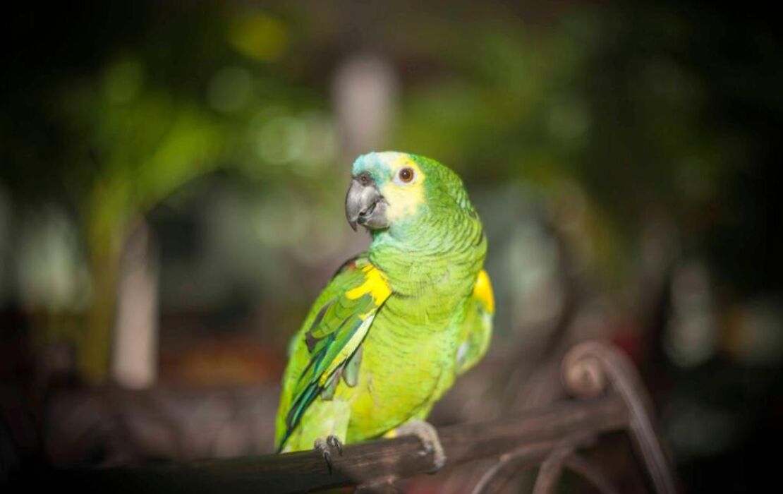 The Big Coconut Guesthouse - Gay Men's Resort