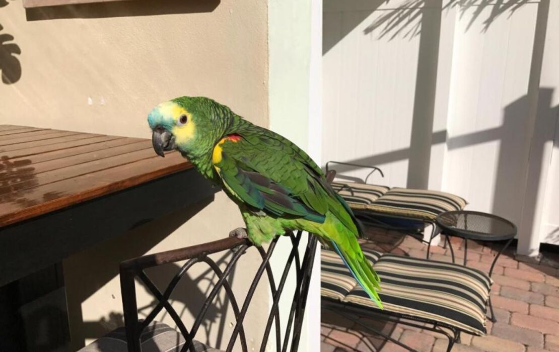 The Big Coconut Guesthouse - Gay Men's Resort