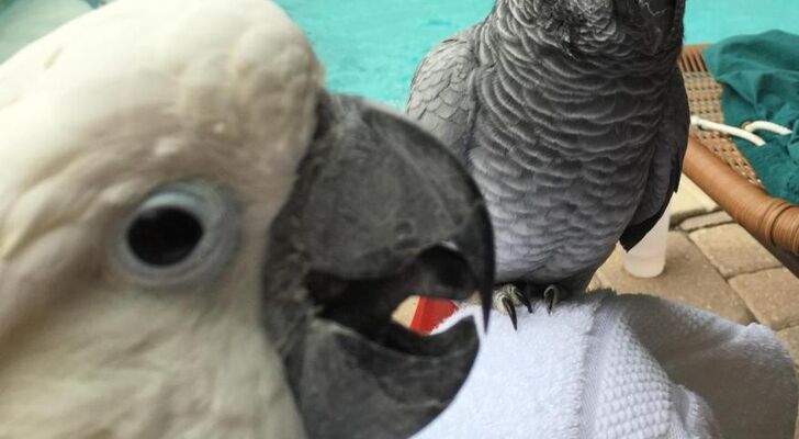 Calypso Inn Wilton Gay Male Resort