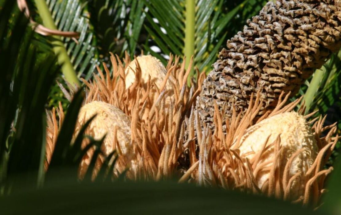 Birdcage Gay Men Resort and Lifestyle Hotel